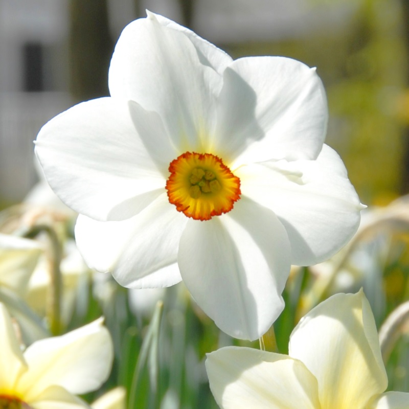 Narcis Actaea
