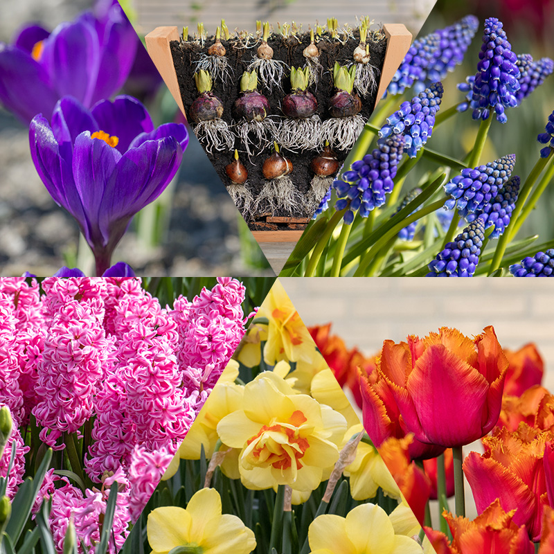 Bloembollenpakket "Lasagna"