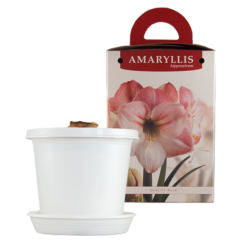 Amaryllis Apple Blossom op pot in geschenkdoos
