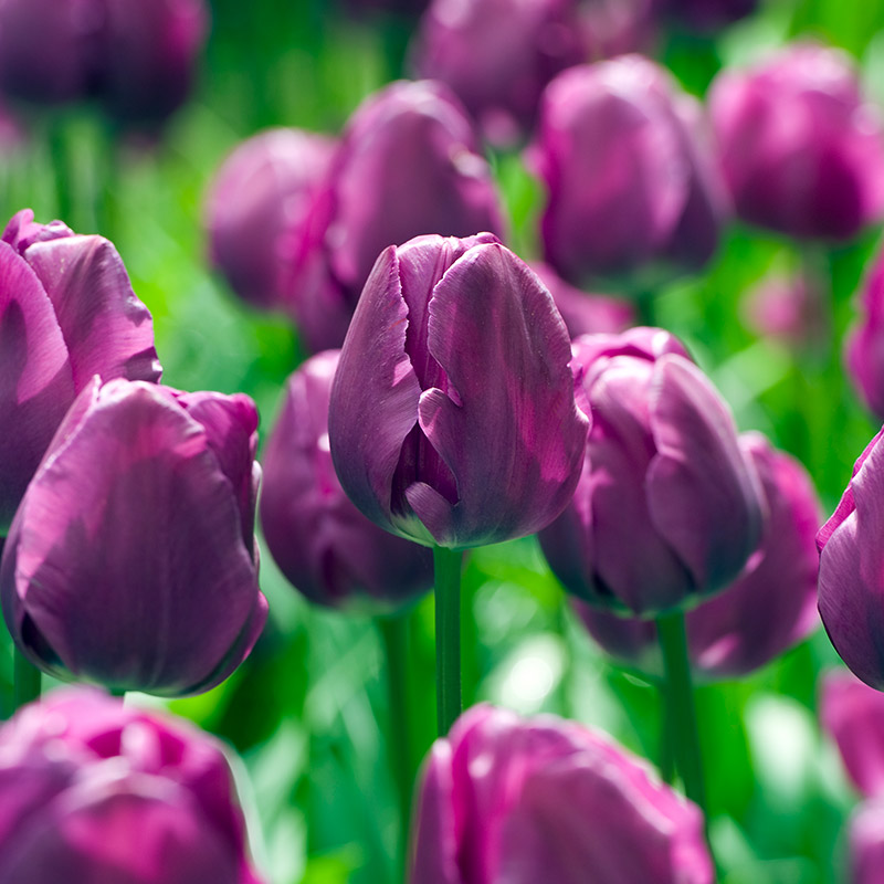 Tulp Negrita