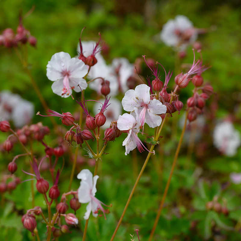 Geranium cant. 'Biokovo'