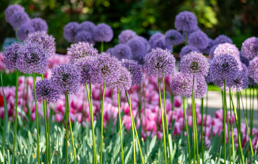 Allium Globemaster®