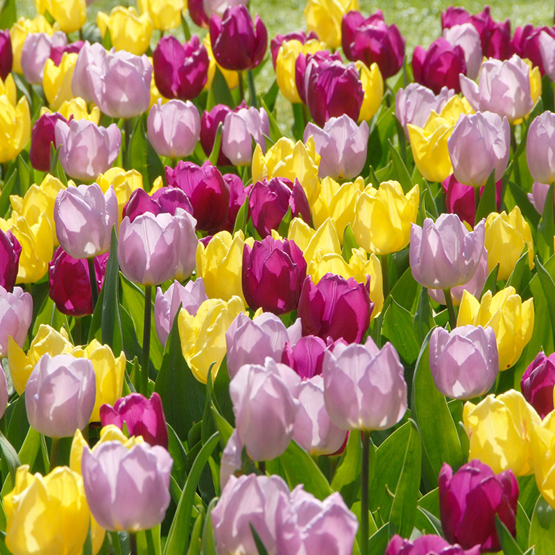 Bloembollenpakket Tulpen "Prince of Love"