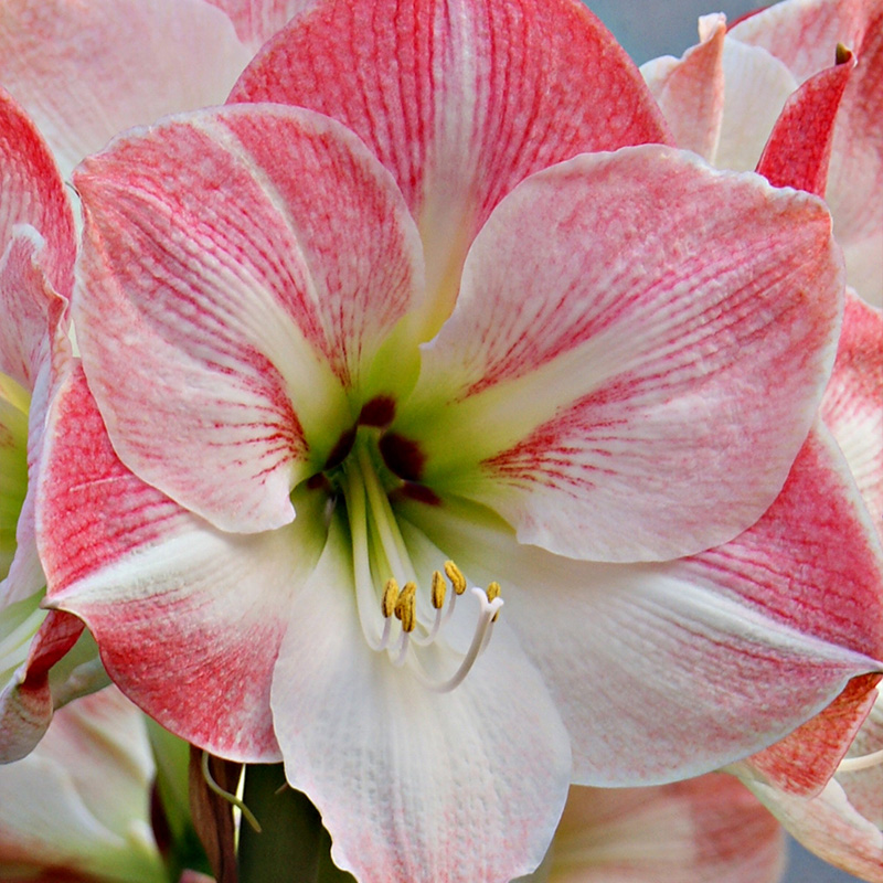 9426-Amaryllis-Cherry-Blossom Amaryllis Cherry Blossom®