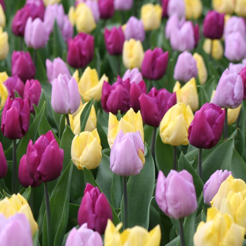 Tulp midden bloeiend gemengd
