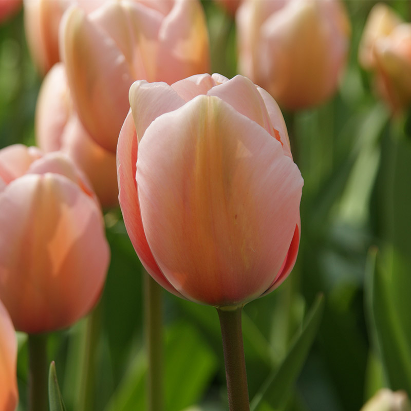 Tulp Salmon Impression®