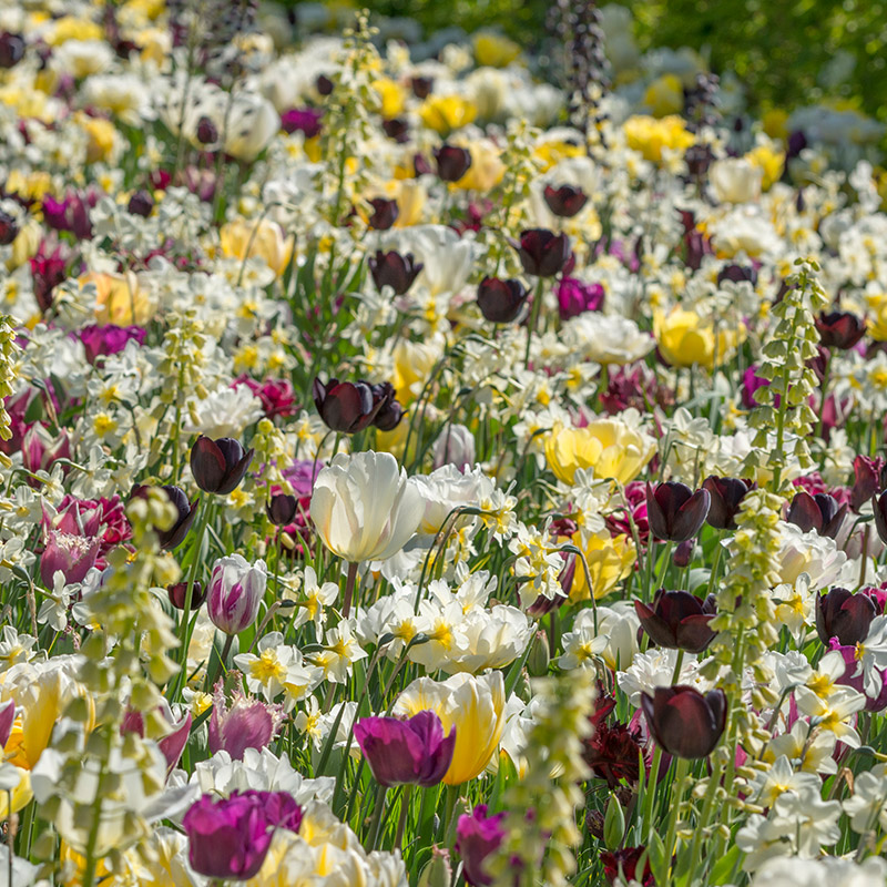 Bloembollenpakket "Everlasting Spring"
