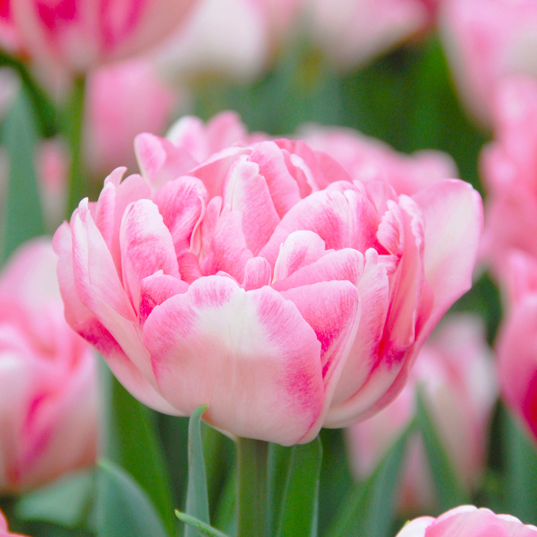 Tulp Foxtrot