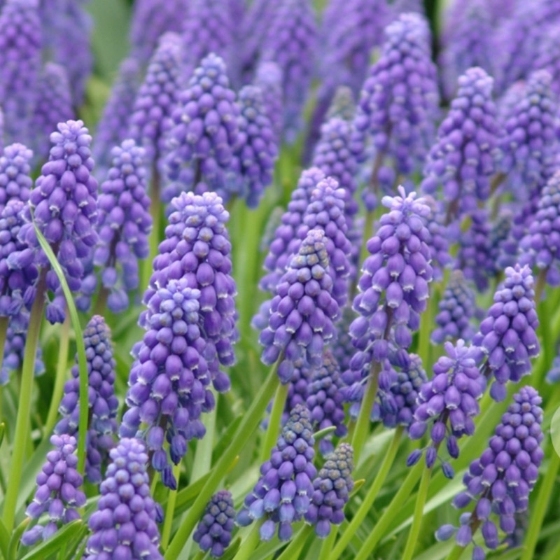 Grootverpakking Muscari armeniacum