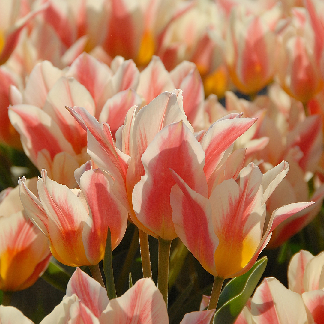 Tulp Quebec