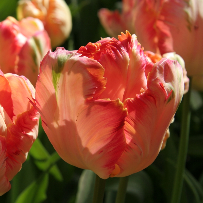 Tulp Apricot Parrot
