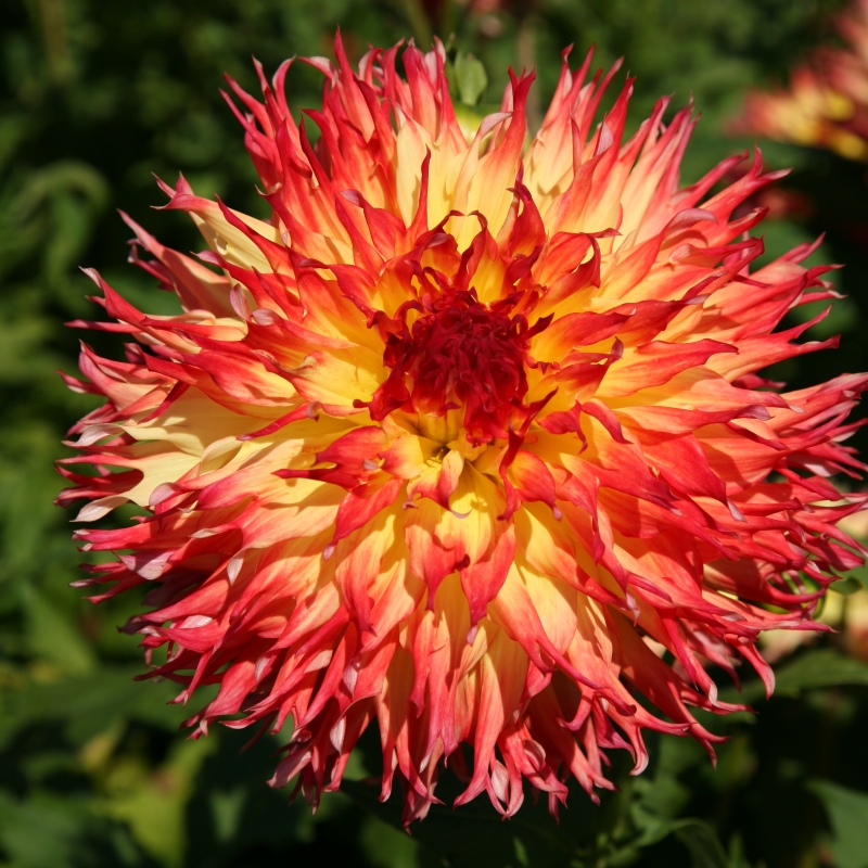 Dahlia Pinelands Pam