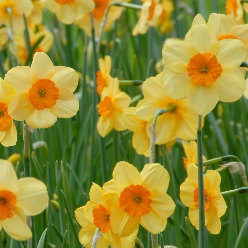 Narcis Kedron