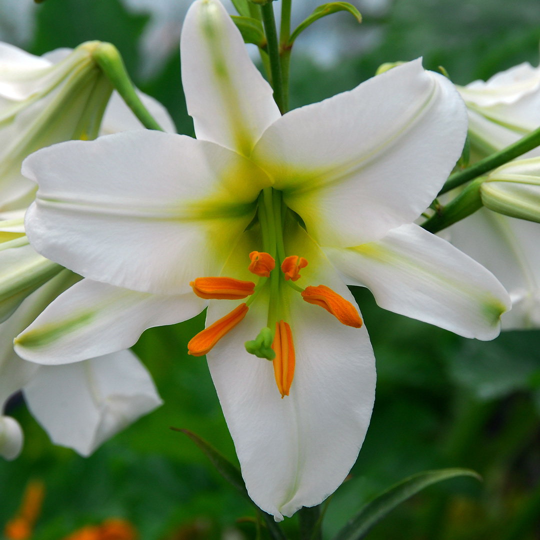 Lilium Regale Album 
