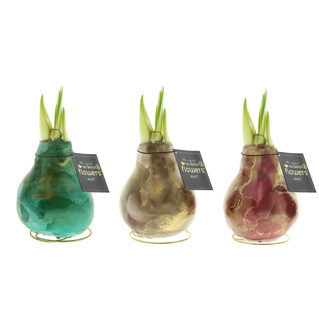 Wax Amaryllis Univerz Mix Wax Amaryllis Univerz Mix