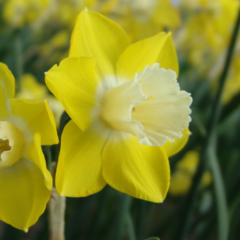 3065 Narcis Pipit