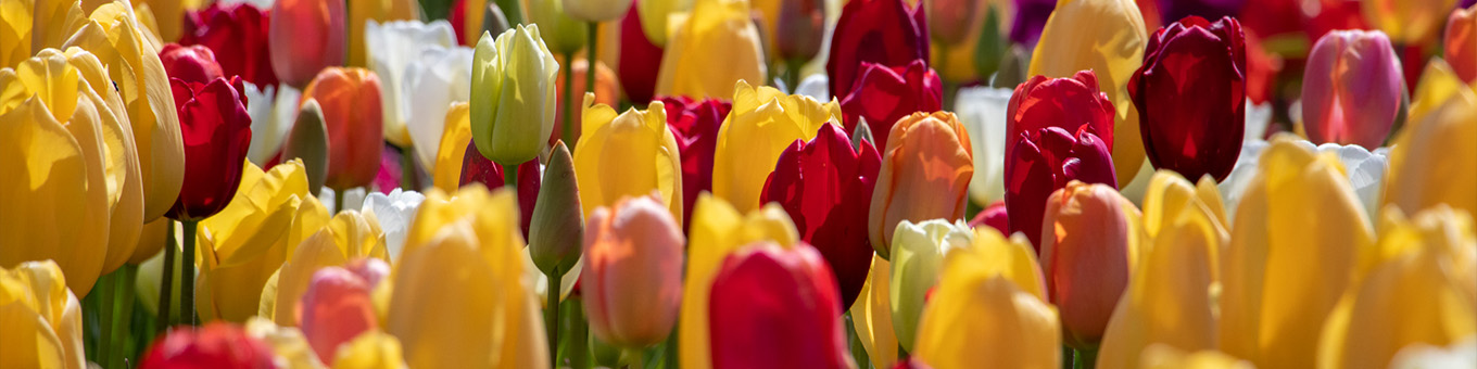 Alles over Tulpen