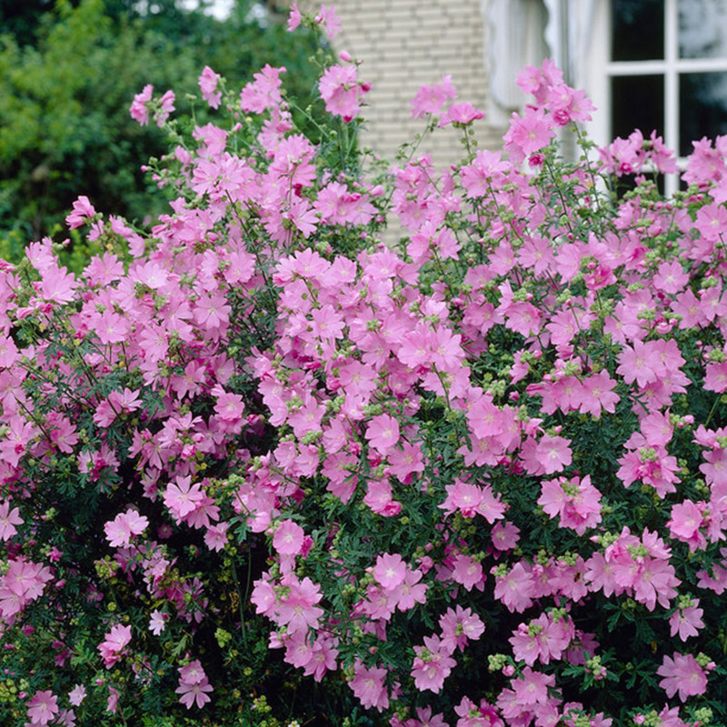 Malva moschata - Muskuskaasjeskruid