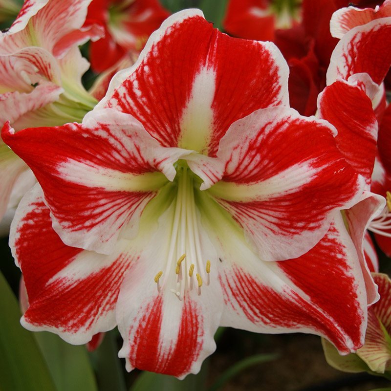 Amaryllis Spartacus®