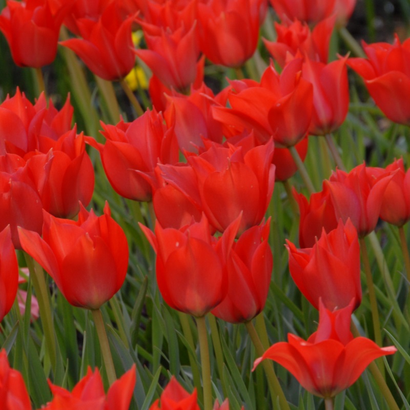 Tulp Linifolia