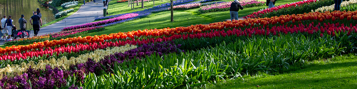Keukenhof 2024 - Plan je bezoek!