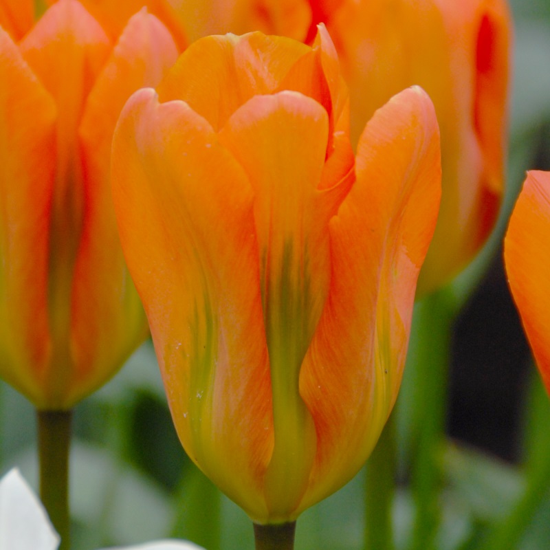 Tulp Orange Emperor
