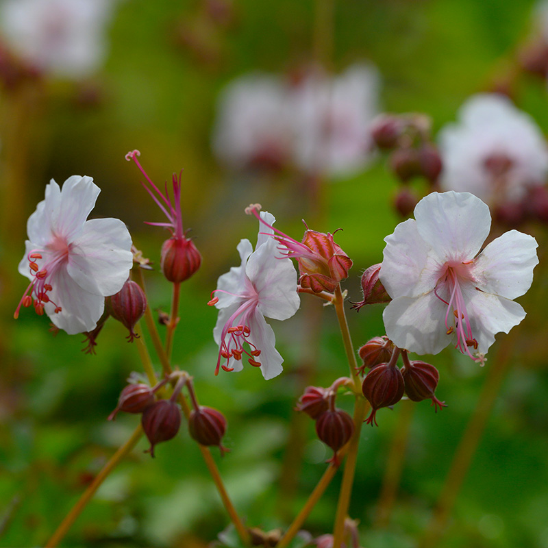 6101075-Geranium-cant-Biokovo-02