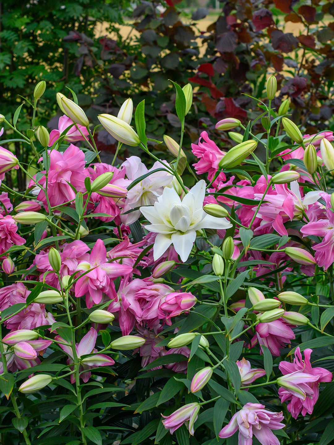 Lelie lotus gemengd 