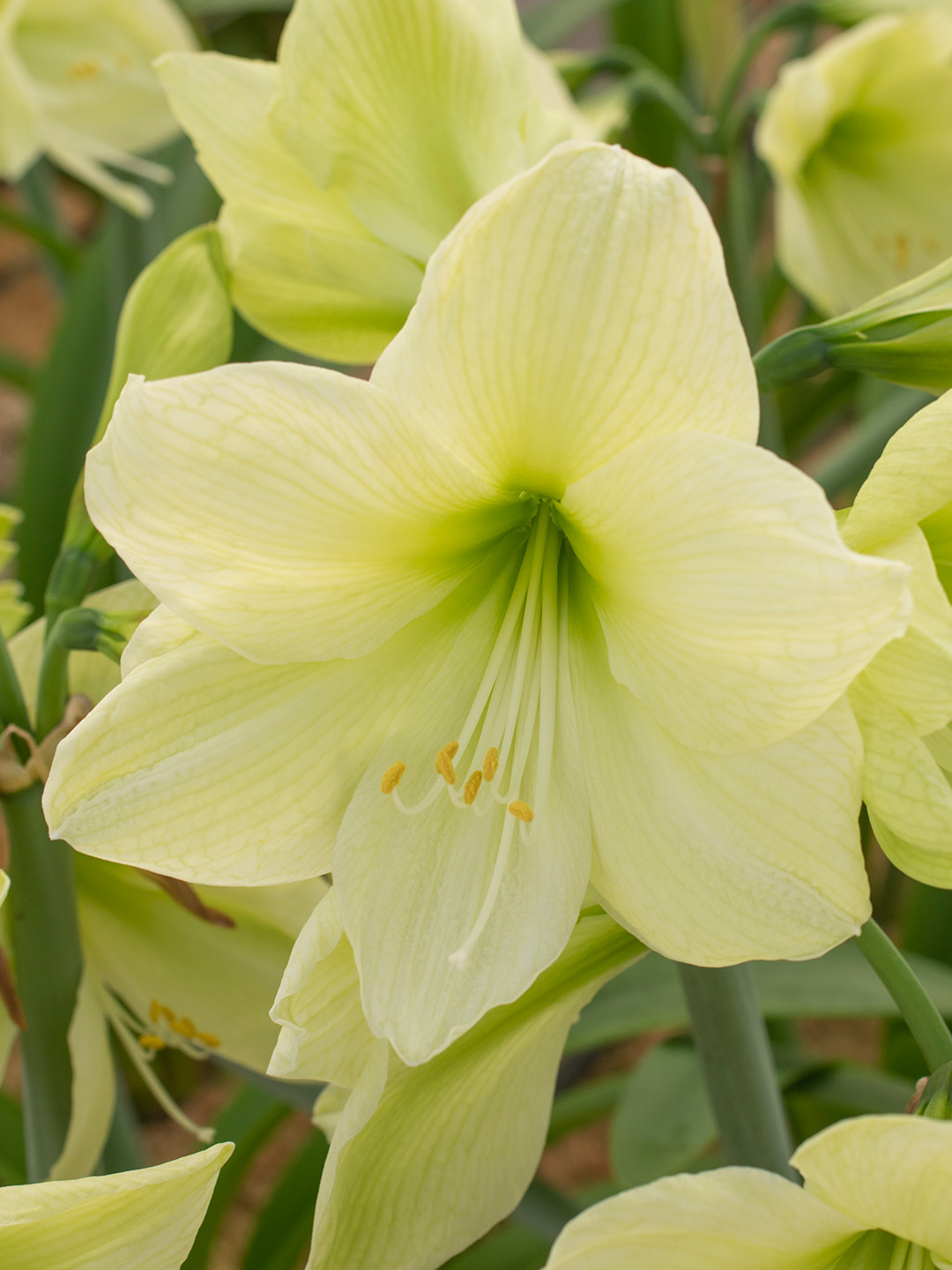 Amaryllis Luna