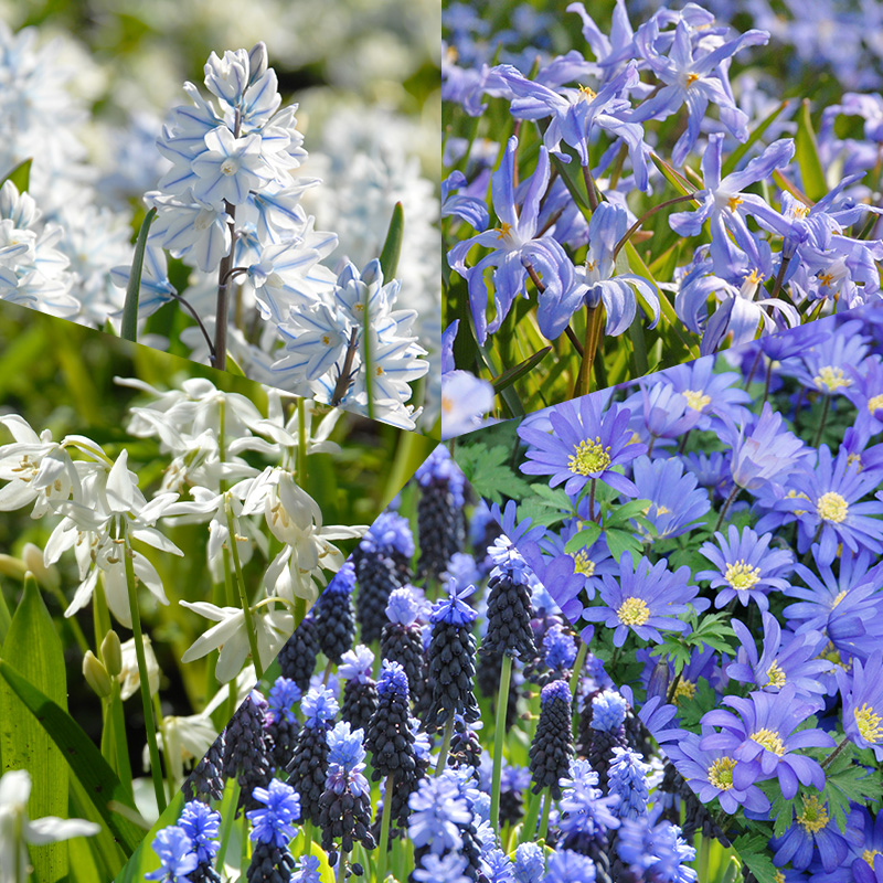 Bloembollen Pakket Delfts Blauw