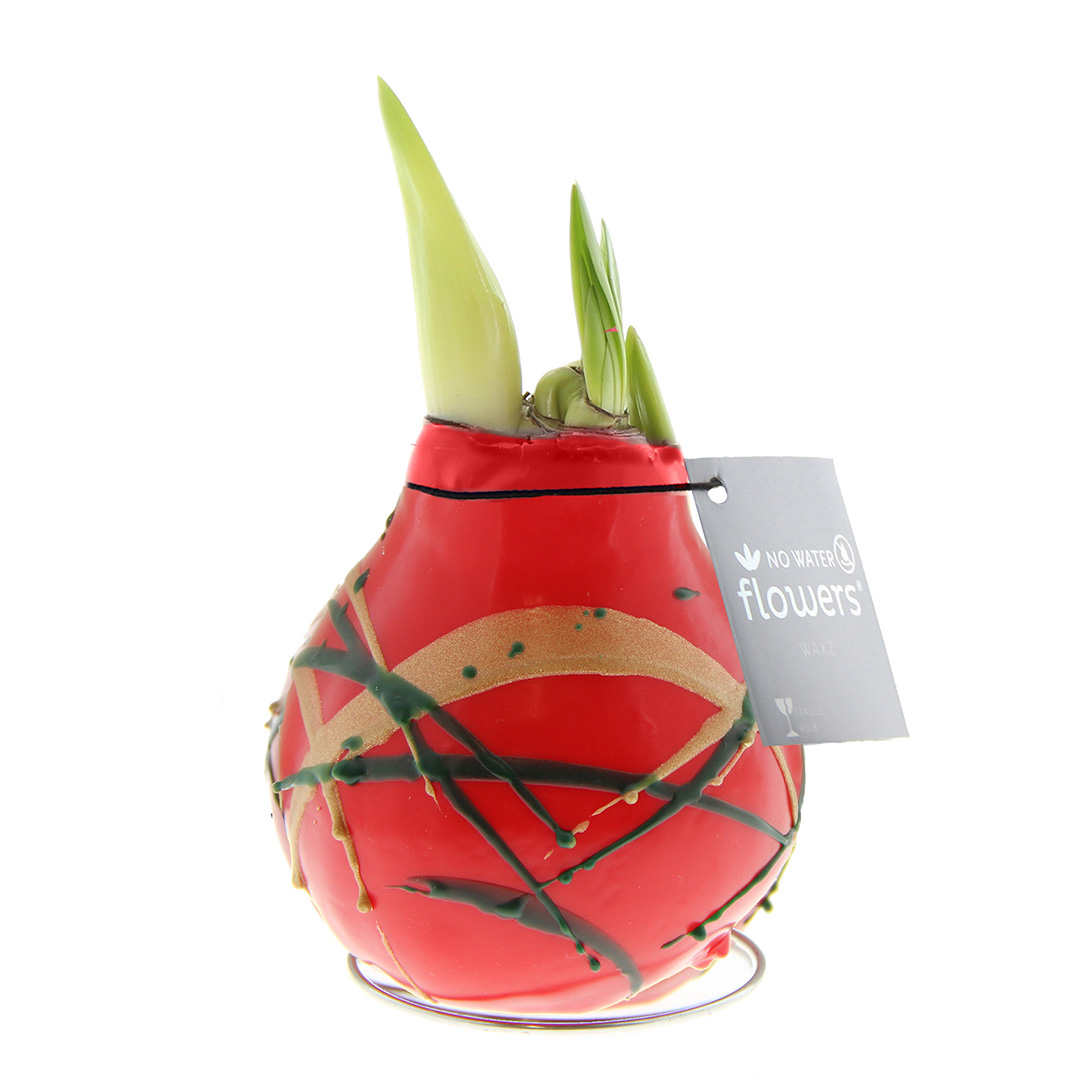 Wax Amaryllis Art Munch Rood