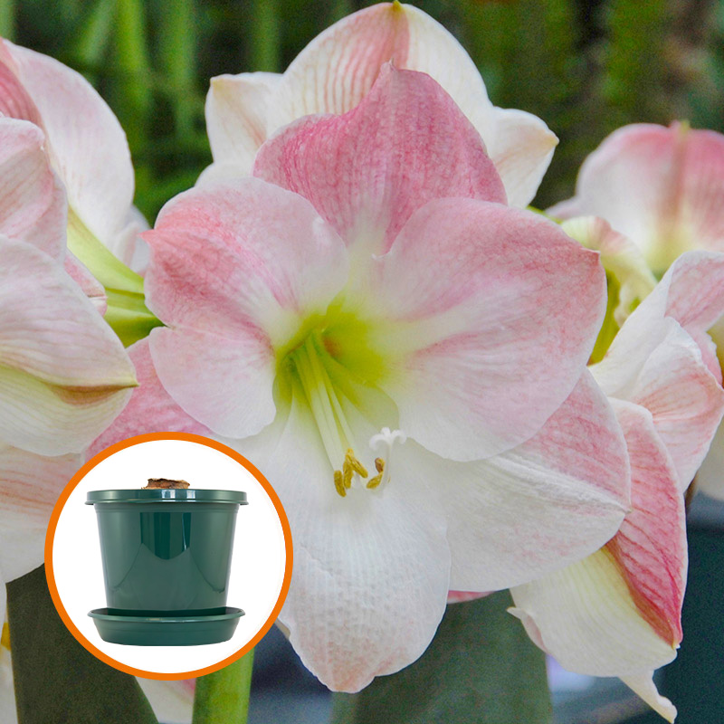 Amaryllis Apple Blossom op pot in geschenkdoos