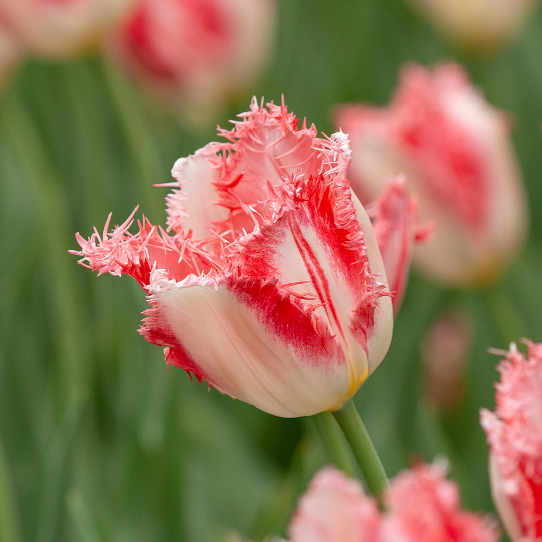 Tulp Sweet Simone