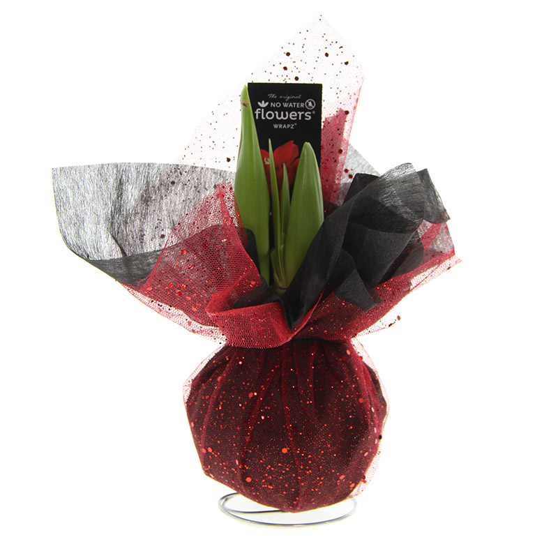 9000056-Wax-Amaryllis-Amas-Wrapz-Rood Amaryllis Xmas Wrapz Rood