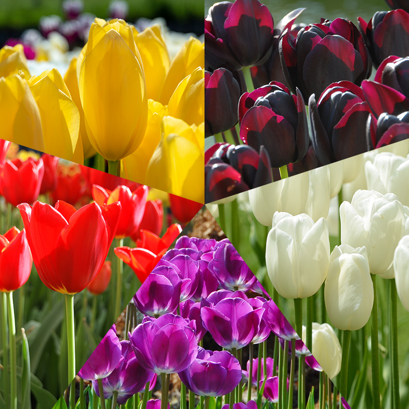 Bloembollenpakket Tulpen "Mondriaan"