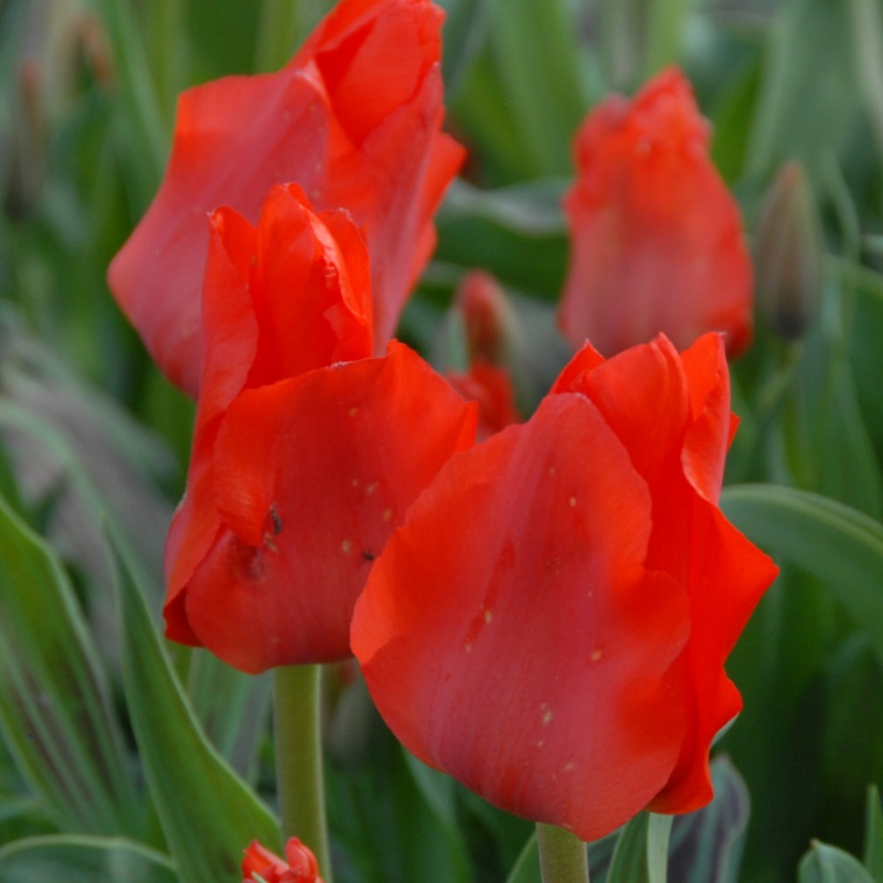 Tulp Red Riding Hood