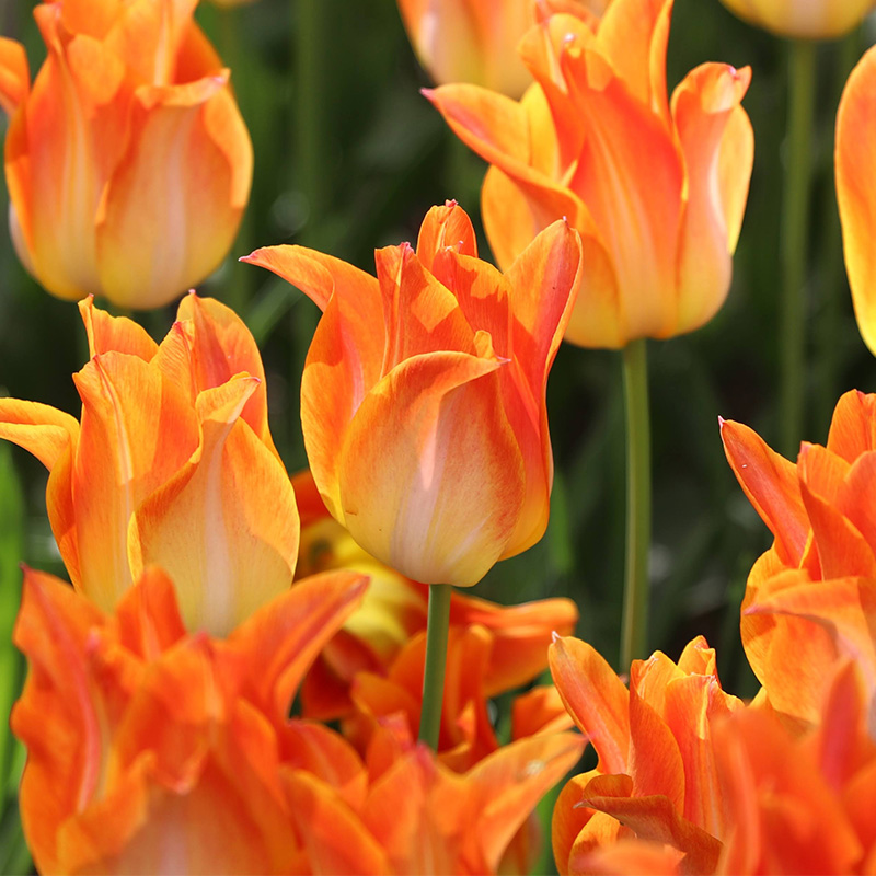 2032-Tulipa-Moonblush