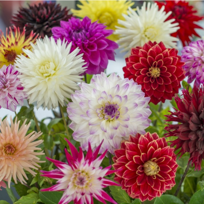Dahlia Cactus and Deco Mix