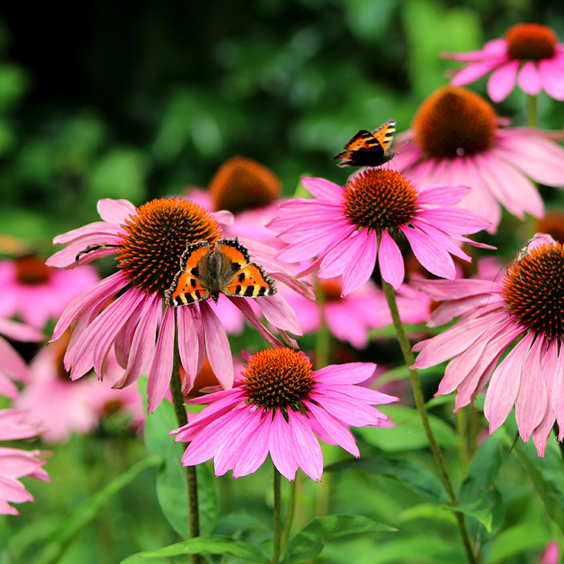 Echinacea purp. 'Magnus'
