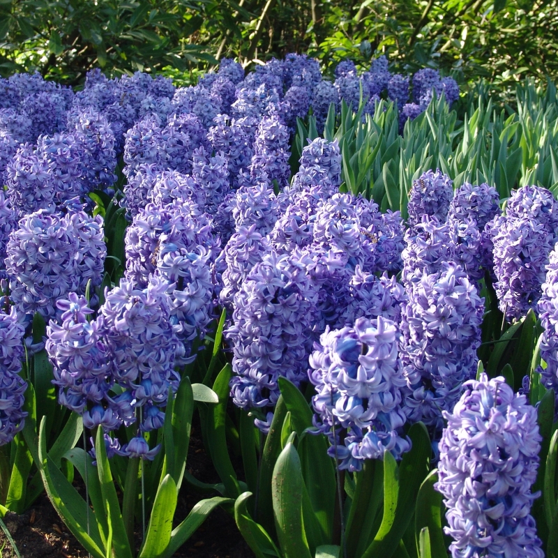 Hyacint Delft Blue