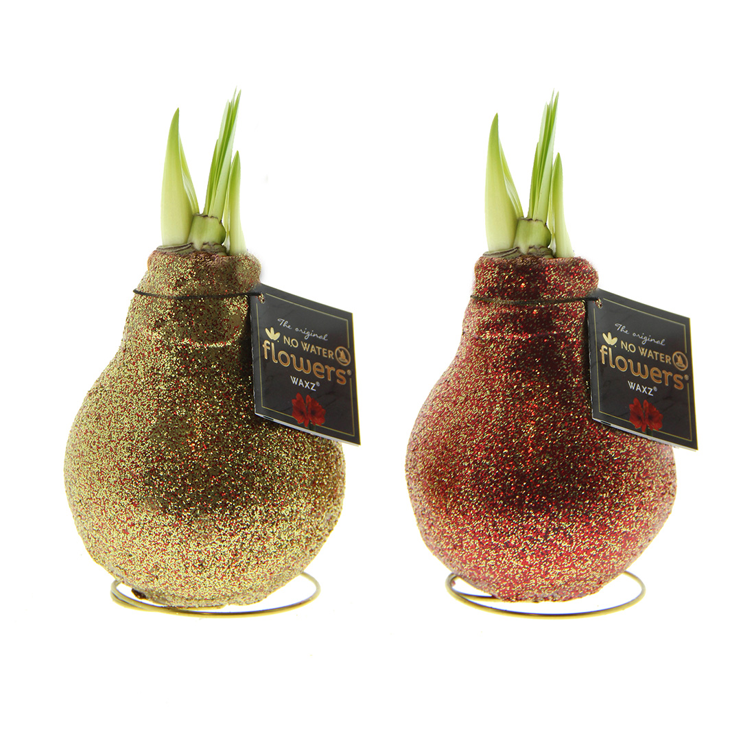 Wax Amaryllis Double Sparkle Mix à 2 in KOKER
