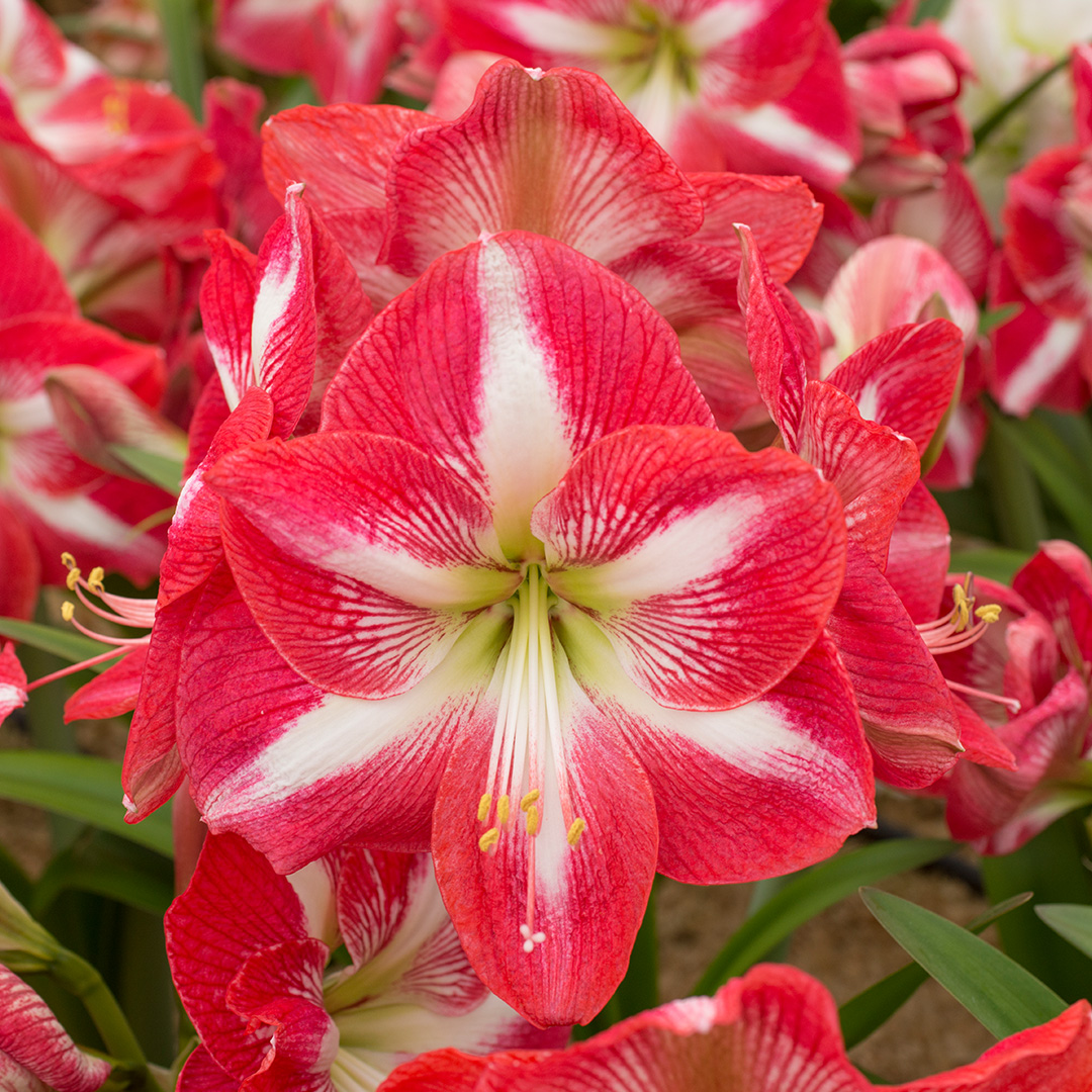 Amaryllis Stargazer
