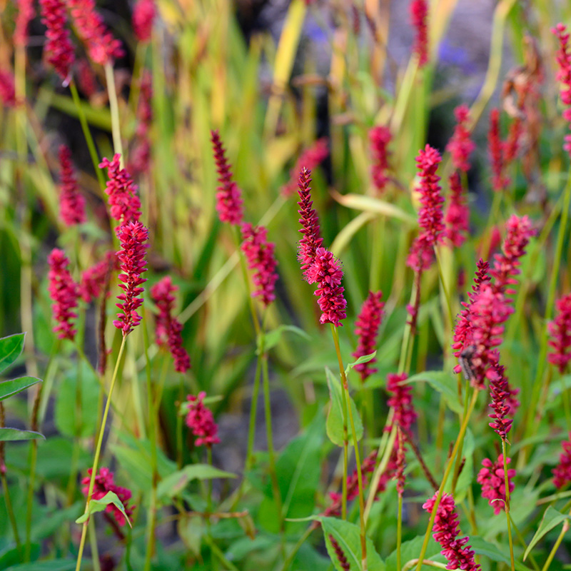 6101220-Persicara-amplexicaulis