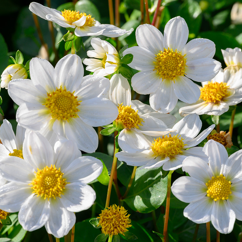 Dahlia Topmix Bambino (wit)