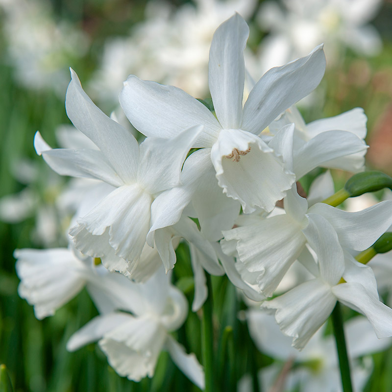 Grootverpakking Narcis Thalia