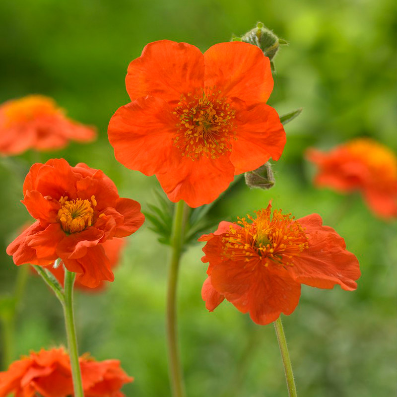 Geum cocc. 'Borisii'