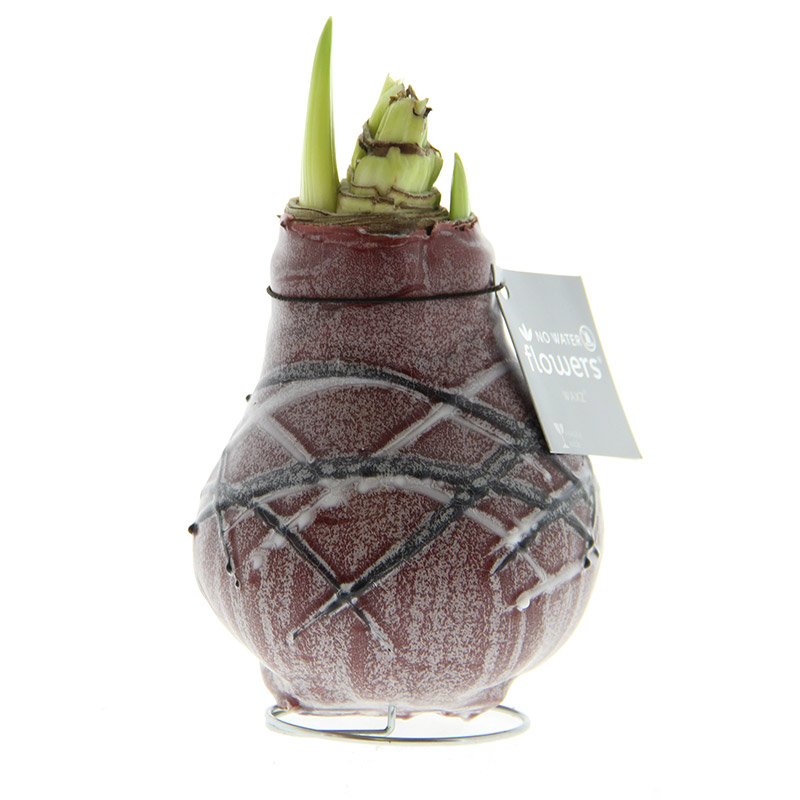 9009665-Wax-Amaryllis-Van-Gogh-Bordeaux