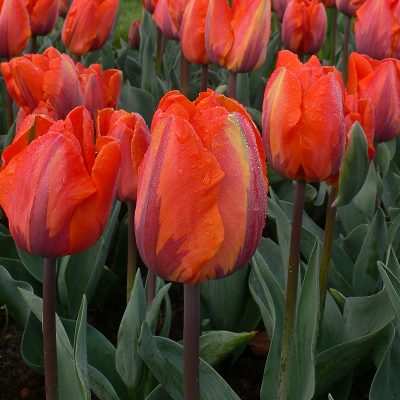 Tulp Hermitage