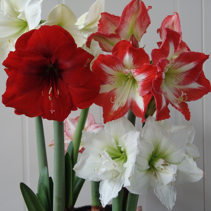 Amaryllis Verrassingsmix