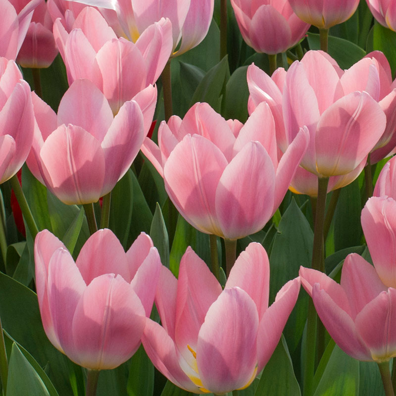 light-and-dreamy-tulp2